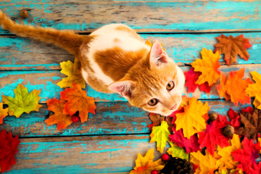 1757162 (a): :4896x3264